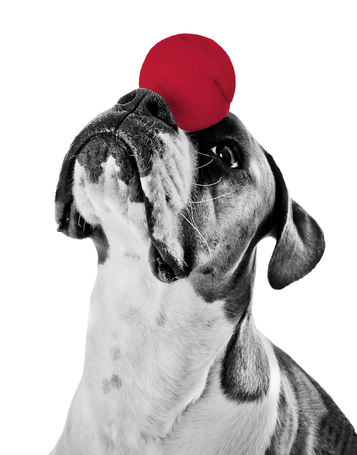 Digital Solutions with Mopdog